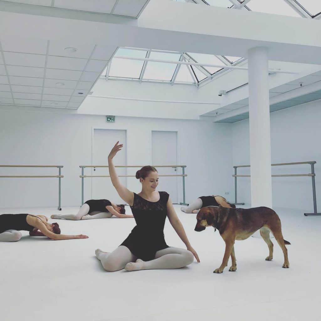 Rescue dog Amy at the dance studio