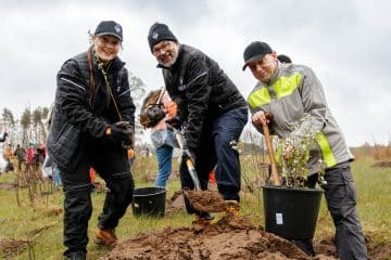 Sustainability Blog Trees 4 2