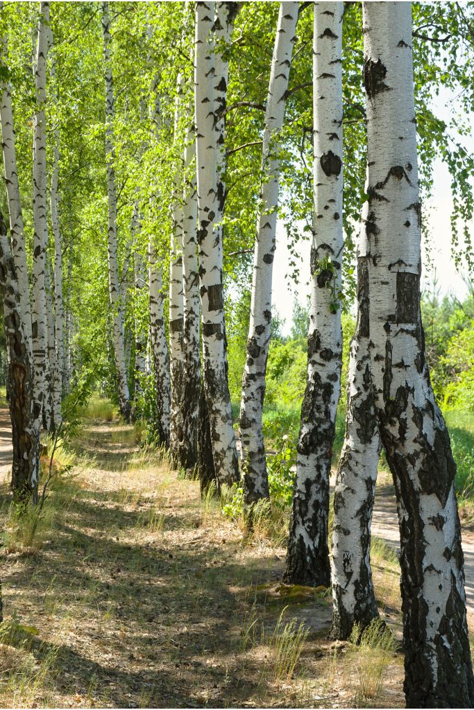 Sustainability Blog Trees 1